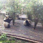 Chengdu naar Panda's