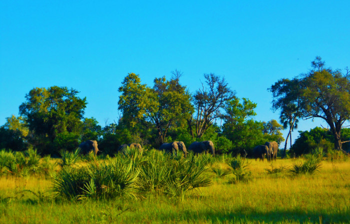 Delta Okavango Botswana