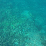 Passeio de snorkel pelo recife de Ningaloo em Coral Bay
