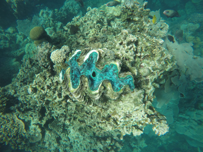 Snorkling pelancongan Ningaloo terumbu Coral Bay
