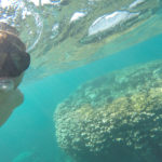 Snorkling tour Ningaloo reef Coral Bay