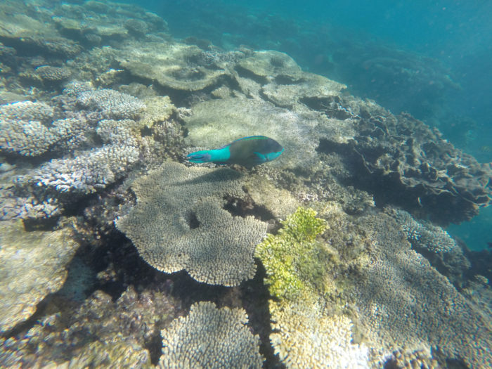 Snorkletur Ningaloo-rev Coral Bay