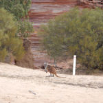 Pěší příroda okno Národní park Kalbari