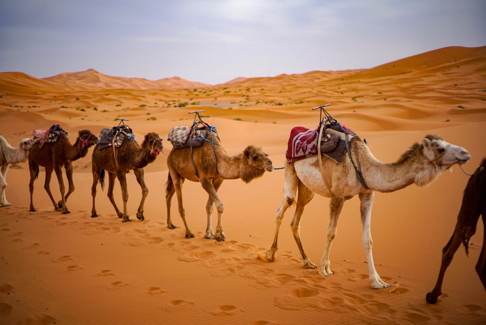 Покажи караван. Марокко пустыня Караваны. Двугорбые Верблюды Караван. Караван марокканских верблюдов дромедаров.
