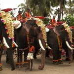 Kerala: toutes les activités