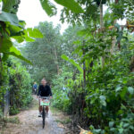 Radfahren auf der Bananeninsel Hanoi